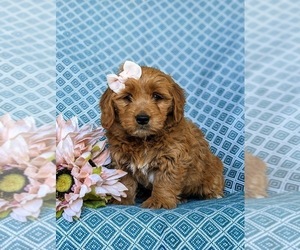 Goldendoodle (Miniature) Puppy for sale in QUARRYVILLE, PA, USA