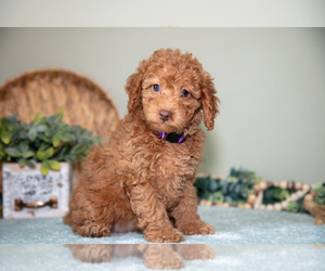 Medium Cavapoo
