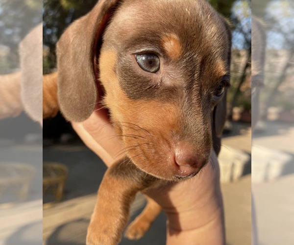Medium Photo #9 Dachshund Puppy For Sale in SANTA CLARITA, CA, USA
