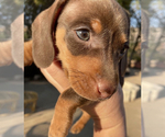 Small Photo #9 Dachshund Puppy For Sale in SANTA CLARITA, CA, USA