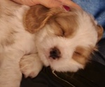 Puppy Sunny Cavalier King Charles Spaniel