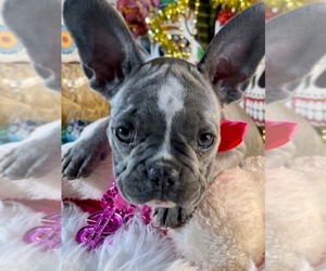 French Bulldog Puppy for sale in HEATHROW, FL, USA