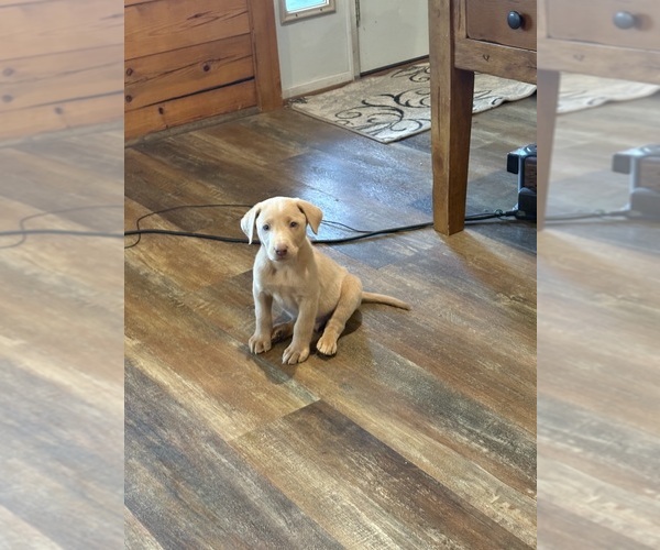 Medium Photo #43 Labrador Retriever Puppy For Sale in LEASBURG, MO, USA
