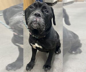 Mastiff-Unknown Mix Dogs for adoption in Forestville, MD, USA