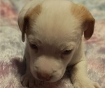 Puppy Puppy 1 Jack Chi
