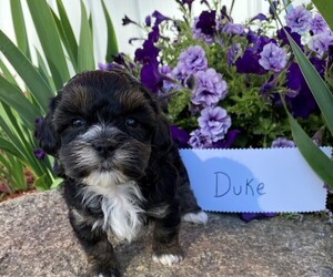 ShihPoo Puppy for Sale in BONDUEL, Wisconsin USA