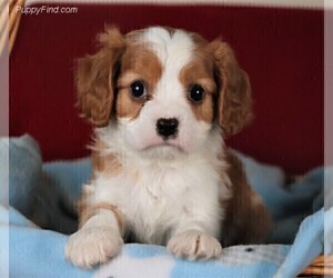 Father of the Cavalier King Charles Spaniel puppies born on 05/15/2022