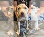 Puppy Puppy 2 American Bully
