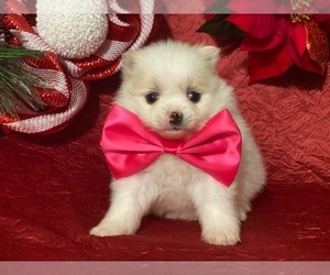 Pomeranian Puppy for sale in LANCASTER, PA, USA