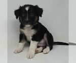 Small Borador