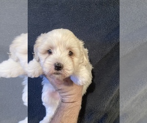 Maltipoo Puppy for sale in AMSTERDAM, MO, USA