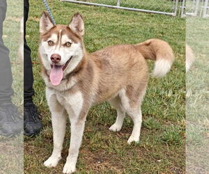 Siberian Husky Dogs for adoption in Royal Palm Beach, FL, USA