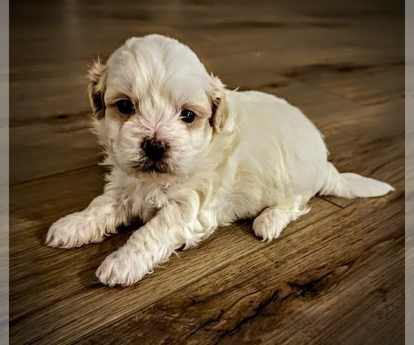 Medium Photo #11 ShihPoo Puppy For Sale in ANDERSON, SC, USA