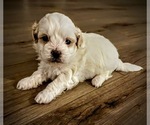 Small Photo #11 ShihPoo Puppy For Sale in ANDERSON, SC, USA