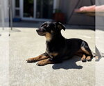 Small #3 Chiweenie
