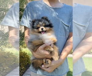 Pomeranian Puppy for sale in EASTVALE, CA, USA