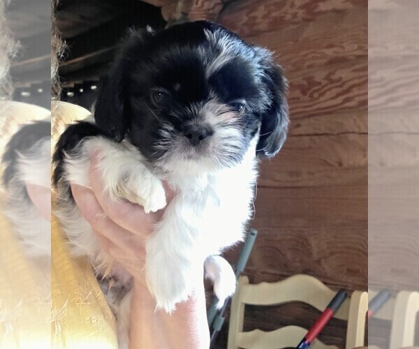 Medium Photo #1 Shih Tzu Puppy For Sale in XENIA, OH, USA