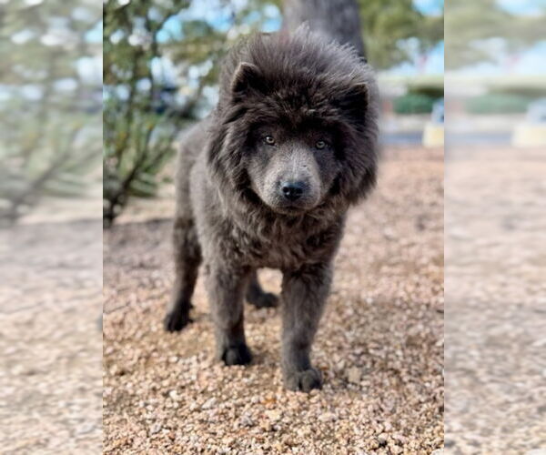 Medium Photo #2 Chow Chow Puppy For Sale in PIPE CREEK, TX, USA