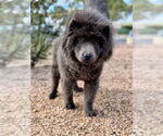 Small #1 Chow Chow