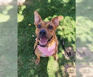 Avia - Female American Staffordshire Terrier-Boxer Mix Dog for Adoption - Photo #7