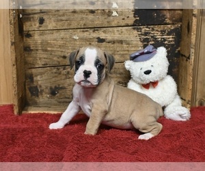 Boxer-English Bulldog Mix Puppy for sale in FREDERICKSBURG, OH, USA