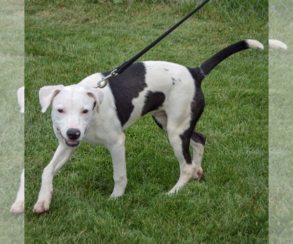 Medium Photo #6 American Staffordshire Terrier-Labrador Retriever Mix Puppy For Sale in Huntley, IL, USA