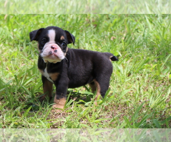 Medium Photo #13 Bulldog Puppy For Sale in WINNSBORO, TX, USA
