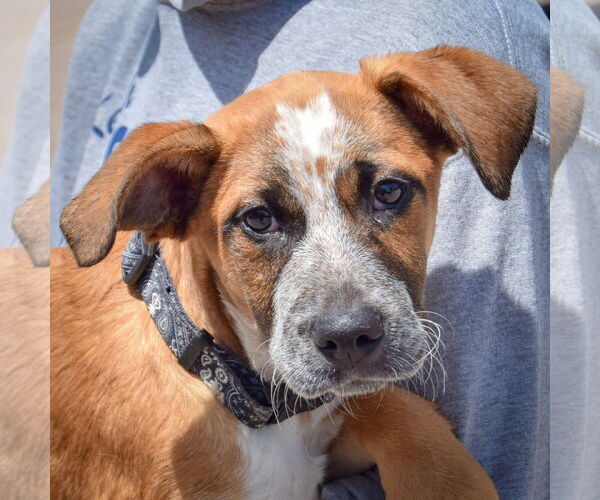 Medium Photo #2 German Shepherd Dog-Red Heeler Mix Puppy For Sale in Huntley, IL, USA
