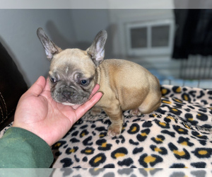 French Bulldog Puppy for sale in ROME, NY, USA
