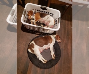 Mother of the Beagle puppies born on 09/01/2018