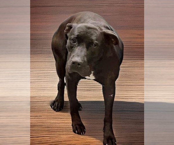 Medium Photo #2 Mutt Puppy For Sale in Chandler, AZ, USA