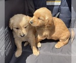 Small #14 Golden Retriever