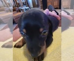 Small Photo #2 Dachshund Puppy For Sale in EL RENO, OK, USA