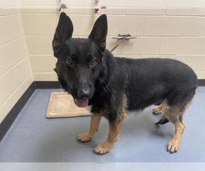 German Shepherd Dog Dogs for adoption in Denver, CO, USA