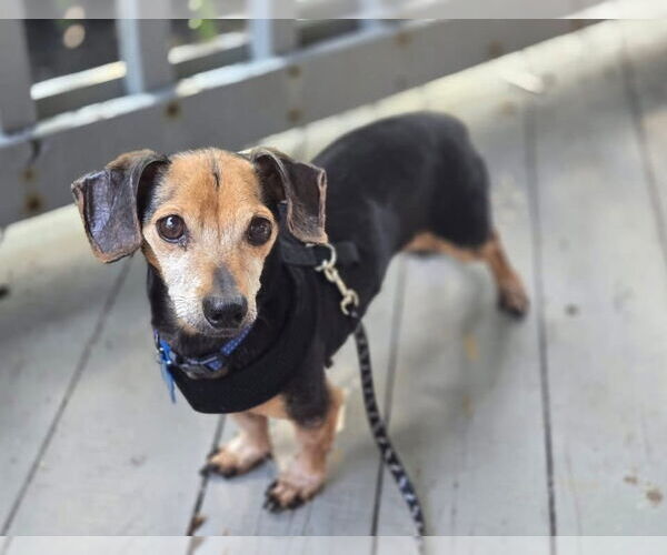 Medium Photo #3 Dachshund-Unknown Mix Puppy For Sale in Myrtle Beach, SC, USA