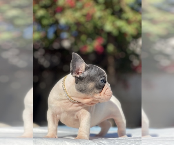 Full screen Photo #11 French Bulldog Puppy For Sale in LOS ANGELES, CA, USA
