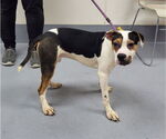 Small American Pit Bull Terrier Mix