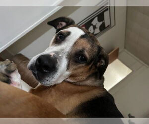 Mutt Dogs for adoption in COLUMBIA, MD, USA