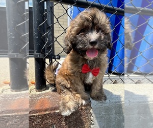ShihPoo Puppy for sale in RANDOLPH, MA, USA