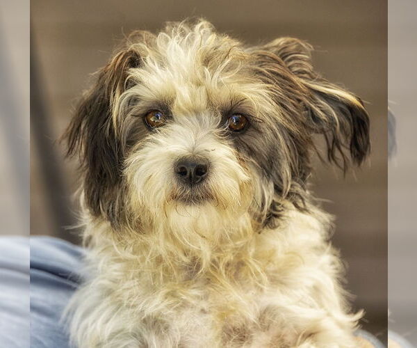 Medium Photo #10 Shih Tzu-Unknown Mix Puppy For Sale in Boonton, NJ, USA