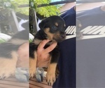 Small Photo #6 Rottweiler Puppy For Sale in COMPTON, CA, USA