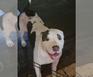 Mutt Dogs for adoption in Gettysburg, PA, USA