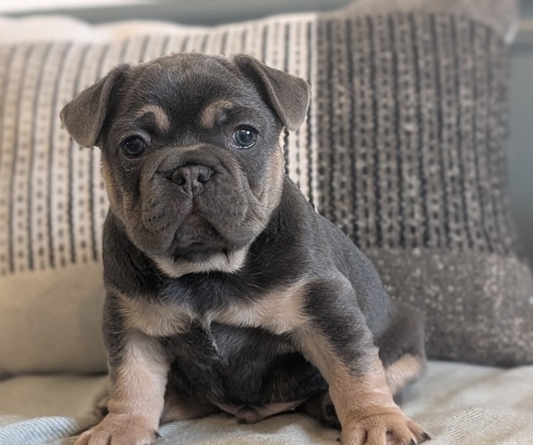 Medium Photo #56 French Bulldog Puppy For Sale in GOSHEN, IN, USA
