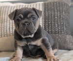 Small Photo #56 French Bulldog Puppy For Sale in GOSHEN, IN, USA