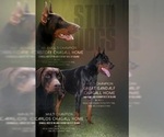 Small Photo #1 Doberman Pinscher Puppy For Sale in PORTLAND, OR, USA