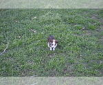 Small #1 Miniature Australian Shepherd