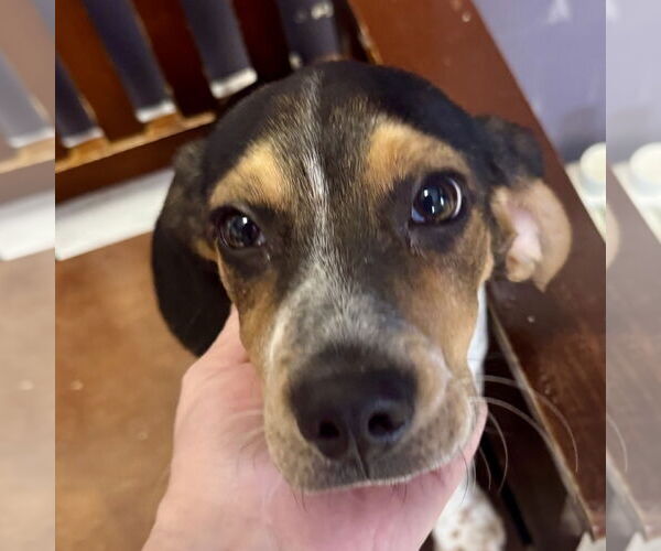 Medium Photo #1 Beagle Puppy For Sale in Sparta, TN, USA