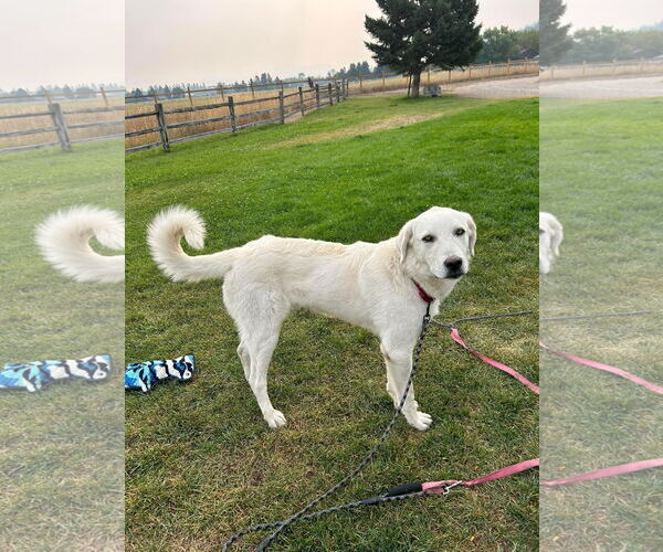 Medium Photo #4 - Mix Puppy For Sale in Bountiful, UT, USA