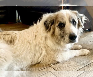 Tucker - Male Great Pyrenees Dog for Adoption - Photo #15