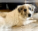 Small #14 Great Pyrenees